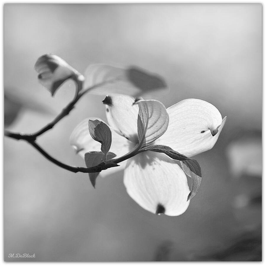 Dogwood Blossom Monochrome Photograph by Marilyn DeBlock - Fine Art America