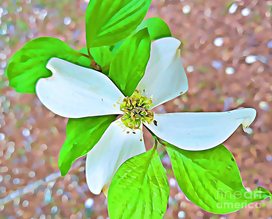 Dogwood Blossom by Tracy Ruckman Dogwood Blossom by Tracy Ruckman