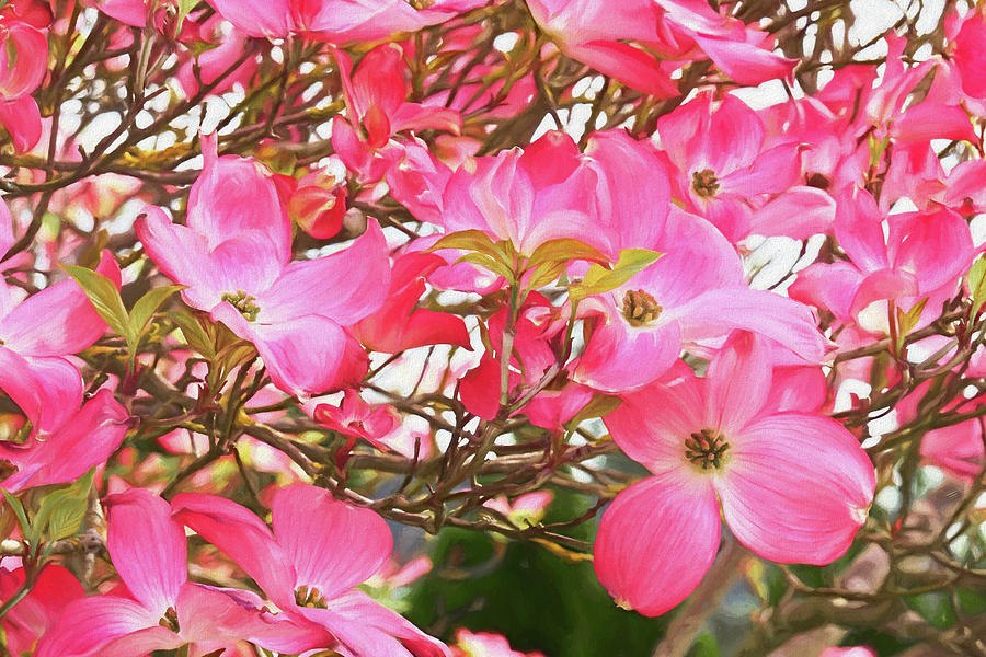 Dogwood Blossoms Digital Painting  Photograph by Sharon Talson