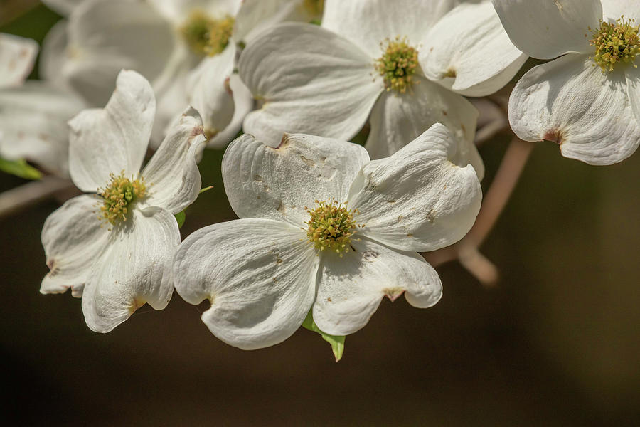 Dogwood Blossoms Photograph by Dorothy Cunningham