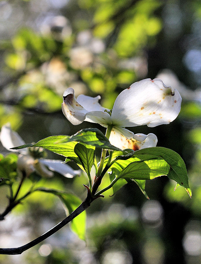 Dogwood Blossoms, Early Spring No. 4 Photograph by Steve Ember