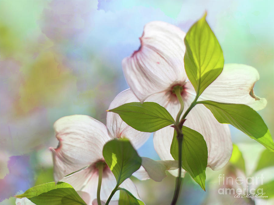Tree Photograph - Dogwood Blossoms Fading to Pink by Barbara McMahon