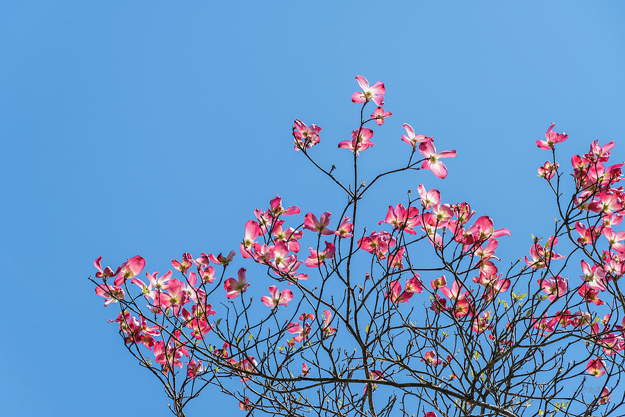 Dogwood Blossoms I Color Photograph by David Gordon