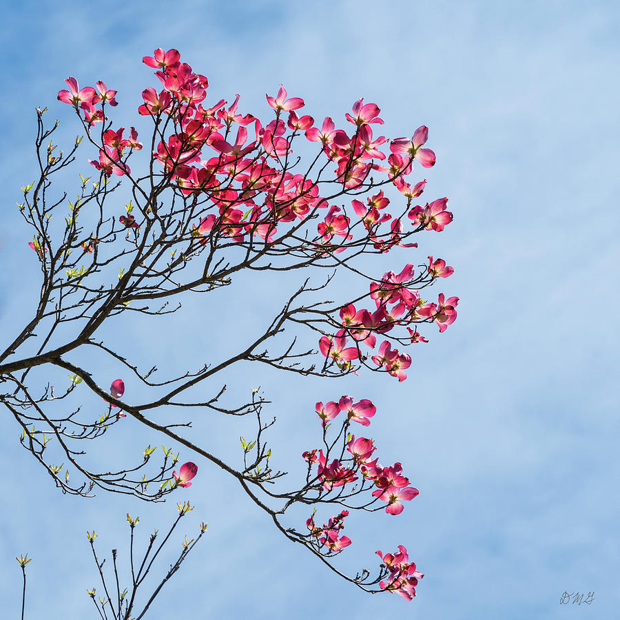 Dogwood Blossoms II Color SQ Photograph by David Gordon