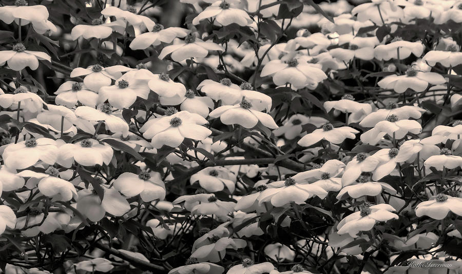 Dogwood Blossoms in Black and White Photograph by Kathi Isserman
