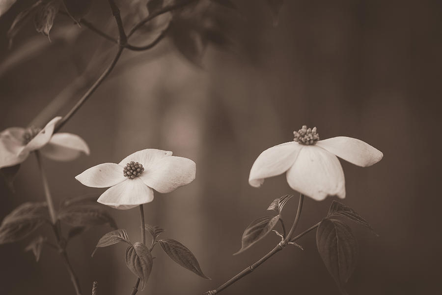 Dogwood Blossoms in Sepia Photograph by Joni Eskridge