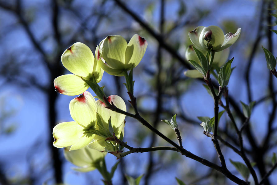 Dogwood Blossoms in Spring Photograph by John Lautermilch