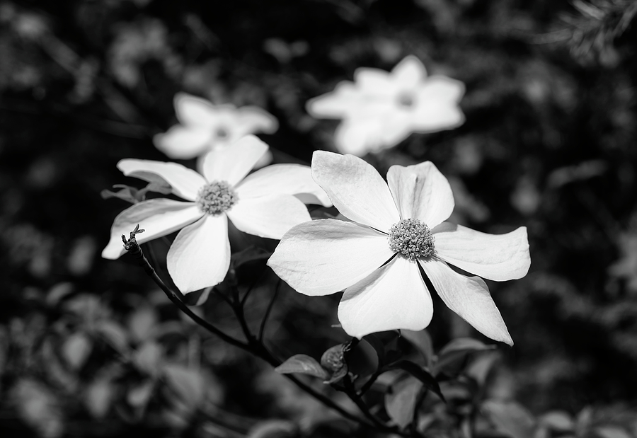 Dogwood Blossoms in the Forest - Black and White Photograph by Loree Johnson