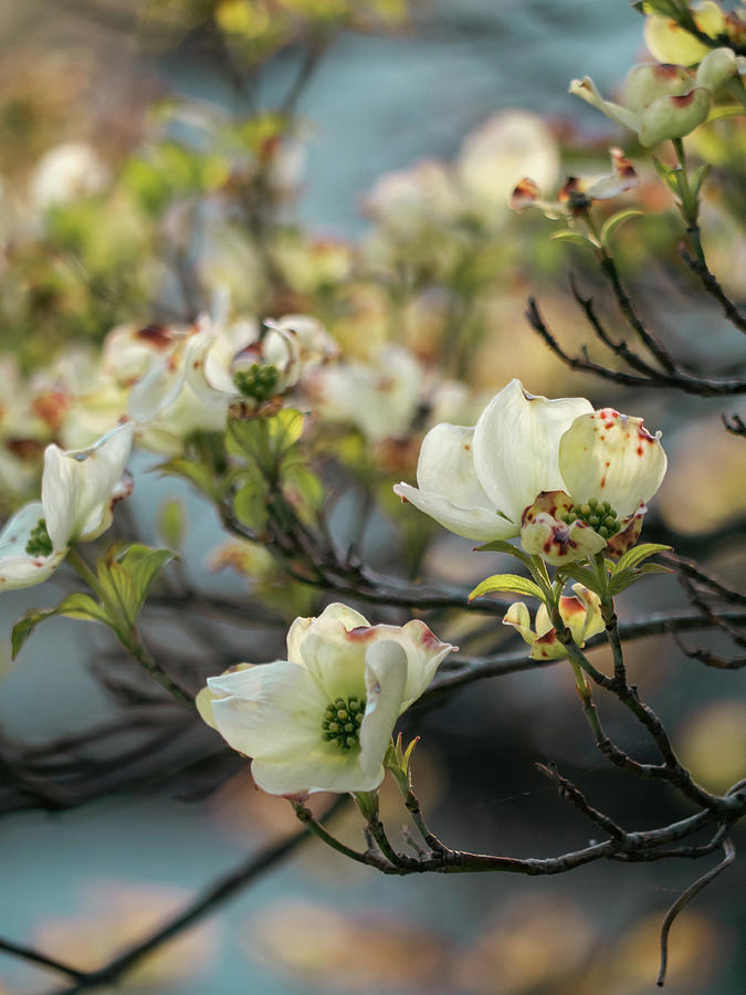 Dogwood Blossoms in the Morning Photograph by Rachel Morrison