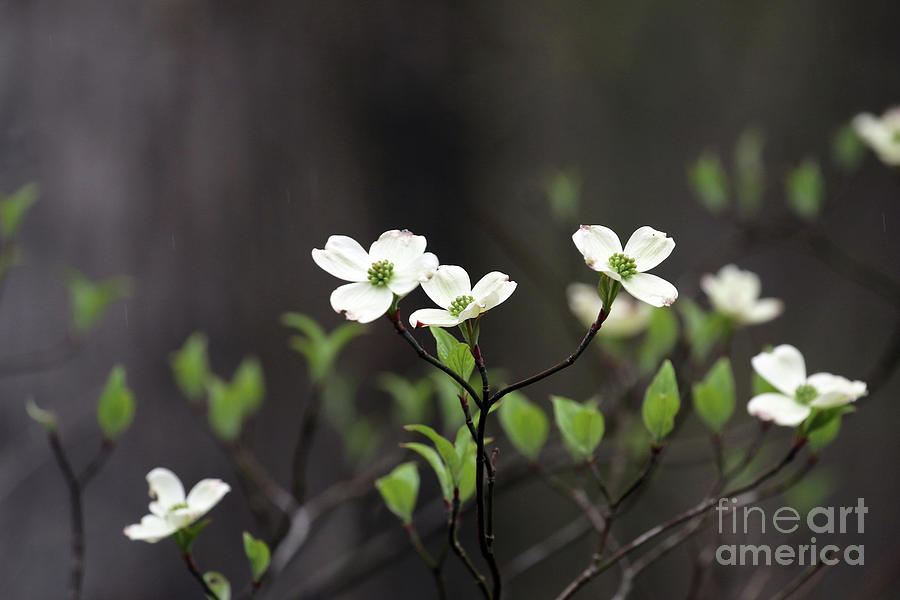 Dogwood Blossoms in the Rain 1428 Photograph by Jack Schultz