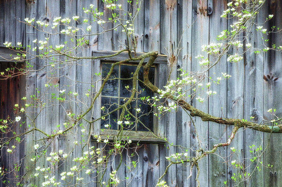 Dogwood Blossoms Juxtaposed Over Rustic Barn Photograph by Photos By Thom