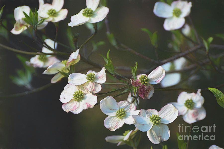 Dogwood Blossoms Photograph by Kathy Baccari