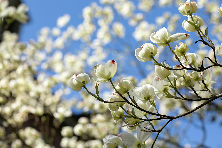 Dogwood Blossoms Photograph by Rachel Morrison
