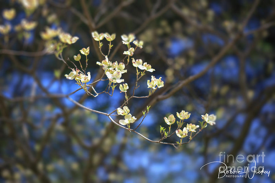 Nature Photograph - Dogwood branch by Bobbie Nickey