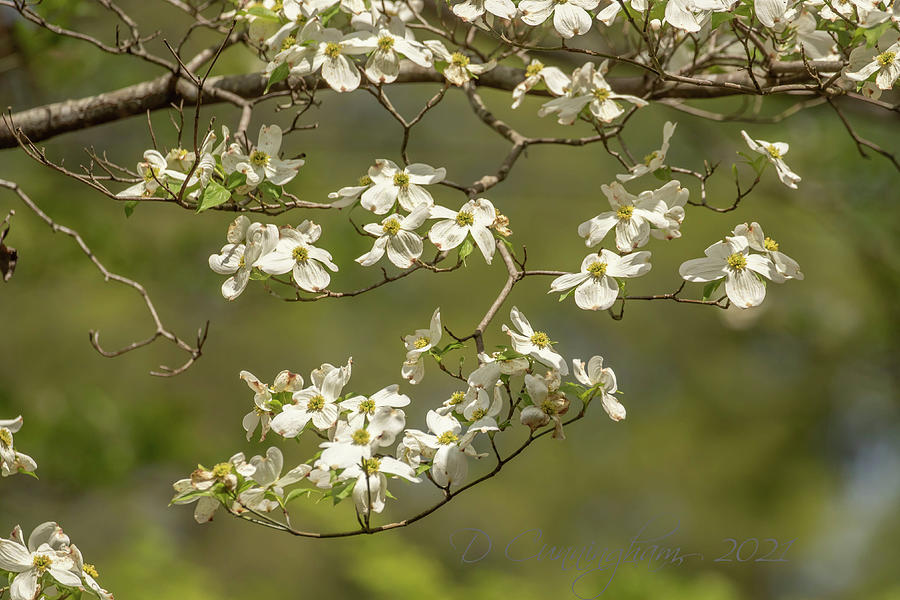 Dogwood Branches Photograph by Dorothy Cunningham