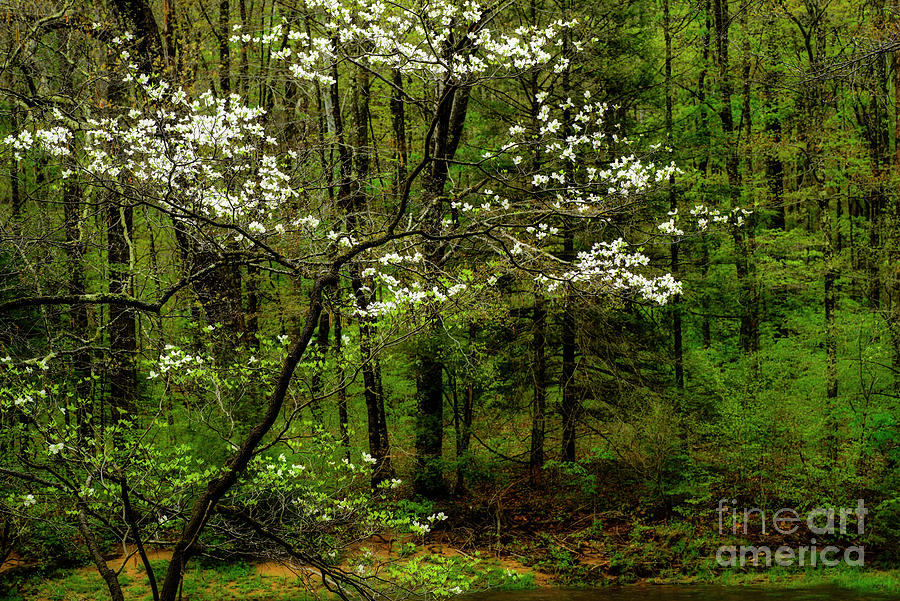 Dogwood By Williams River Photograph