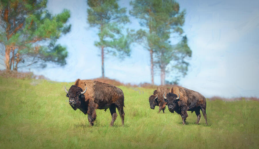Bison Photograph - Dogwood Canyon American Bison  by Mary Lynn Giacomini