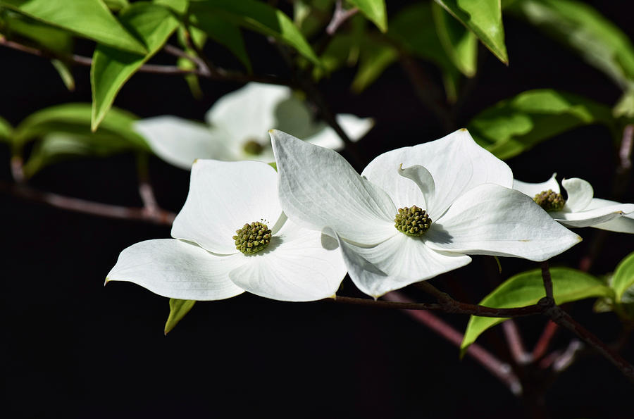 Dogwood Photograph by Dana Hardy - Fine Art America