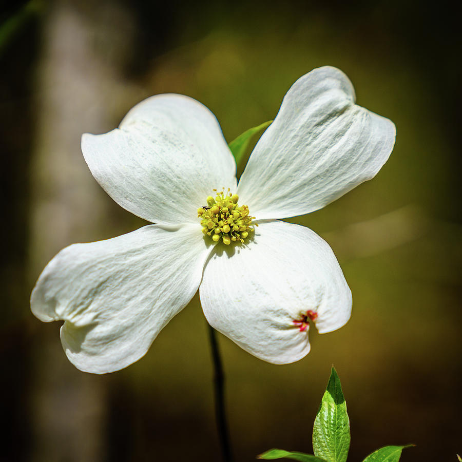 Dogwood flower Photograph by Alexey Stiop