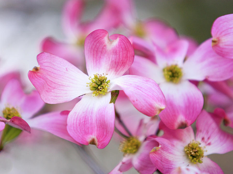 Dogwood Flower Close-up Photograph