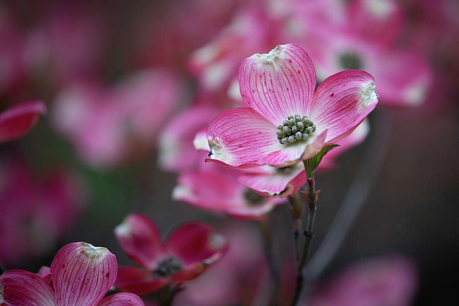 Dogwood Flower Photograph by Denise Kopko