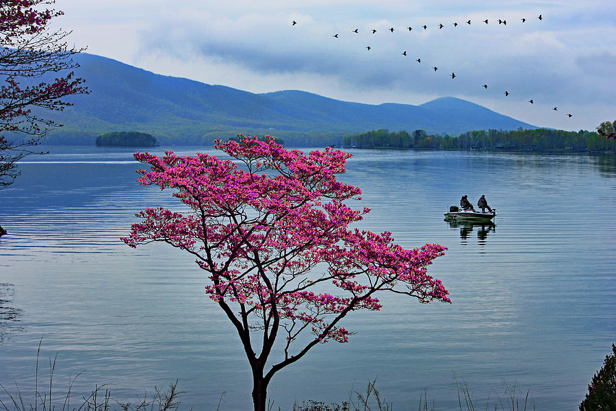 Dogwood Geese Smith Mountain Lake, Virginia Photograph by The James Roney Collection
