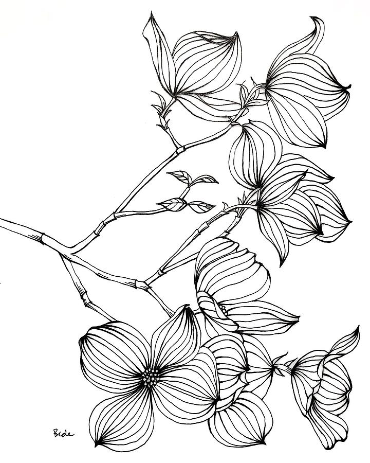 Dogwood II Drawing by Catherine Bede