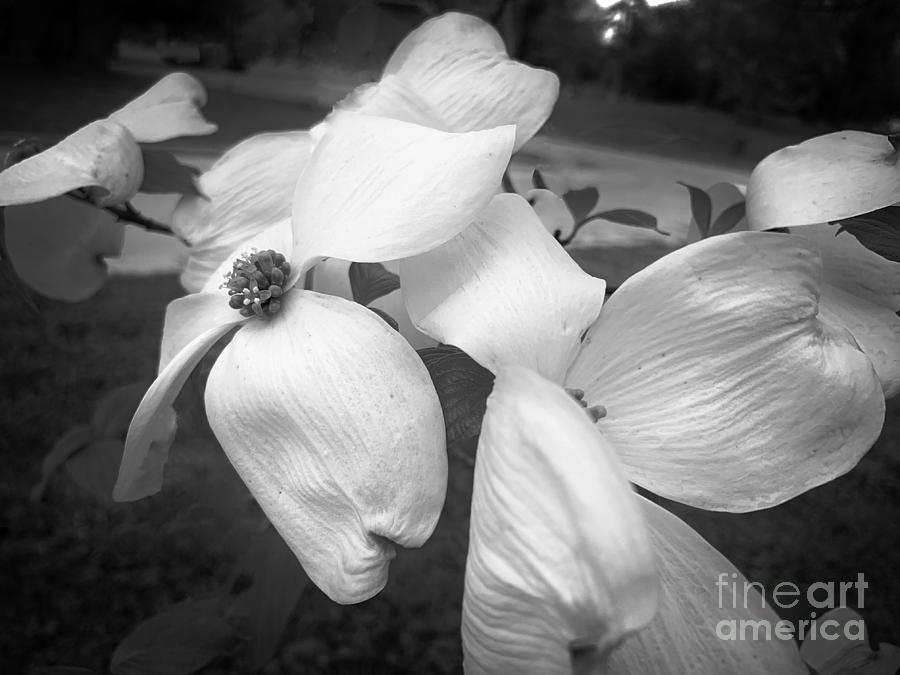Dogwood In Black and White Photograph by Luther Fine Art