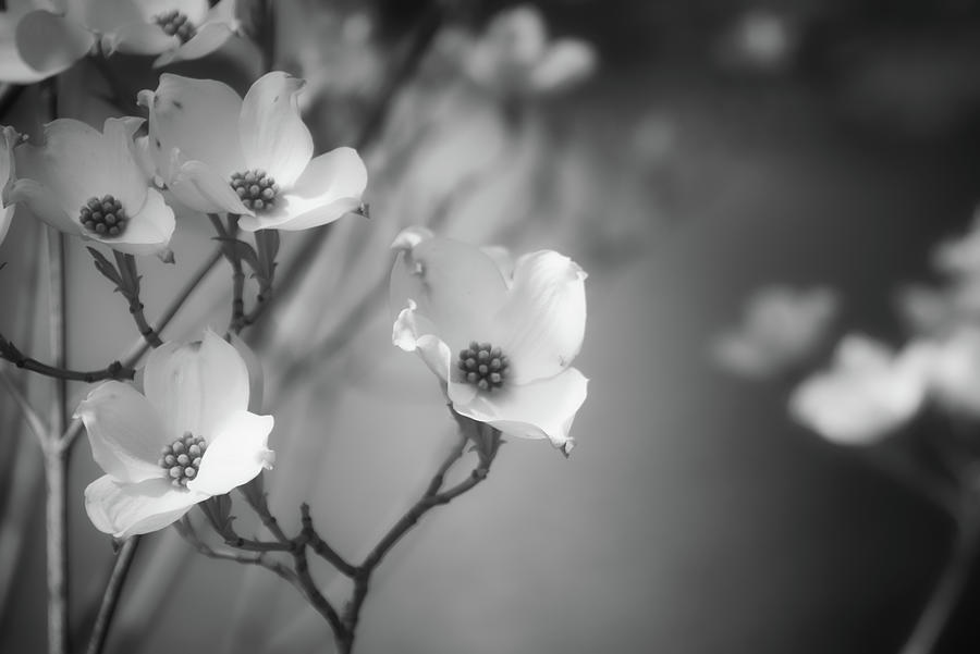 Dogwood in Black and White Photograph by Steph Gabler