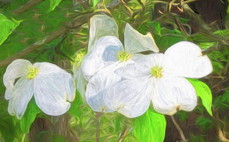 Dogwood in Palette and Knife Photograph by Roberta Byram
