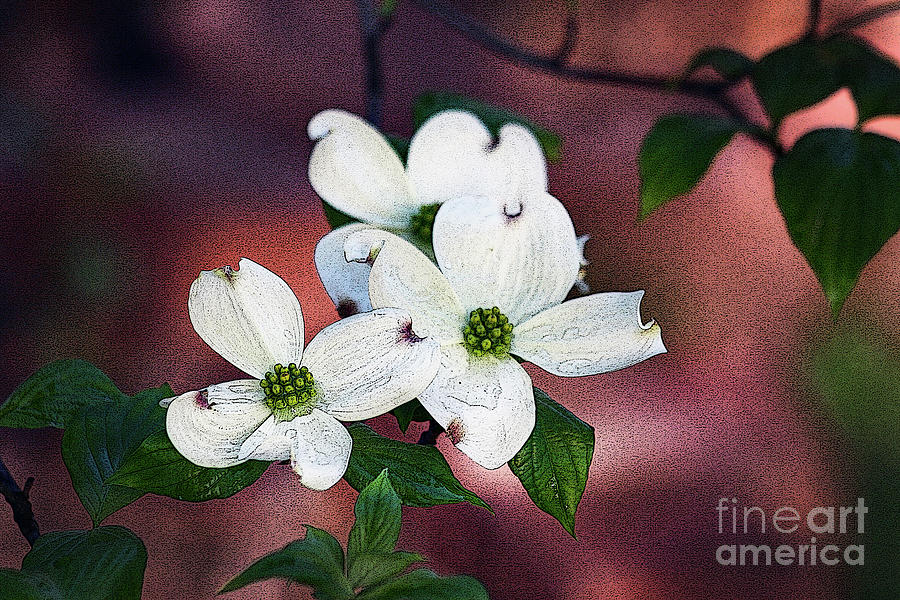 Dogwood in Red Digital Art by Tina Uihlein