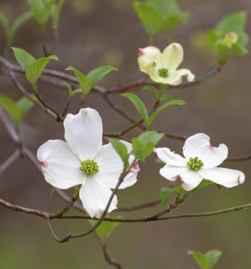 Dogwood In Spring #3 Photograph by Mindy Musick King