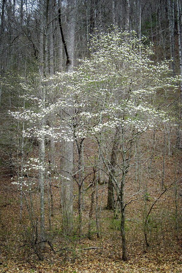 Dogwood in Springtime Photograph by Mary Lee Dereske