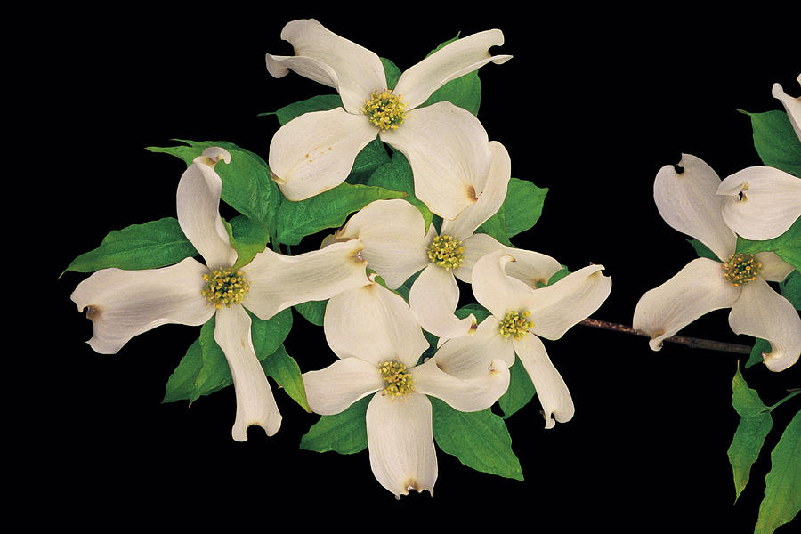 Dogwood Is The State Flower Of Virginia. The Flowering Dogwood Is Called Cornus Florida. Photograph by Bijan Pirnia