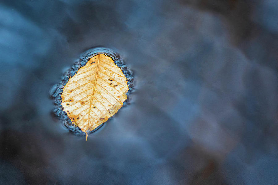 Dogwood Leaf Floating on Forest Stream Photograph by Bob Decker