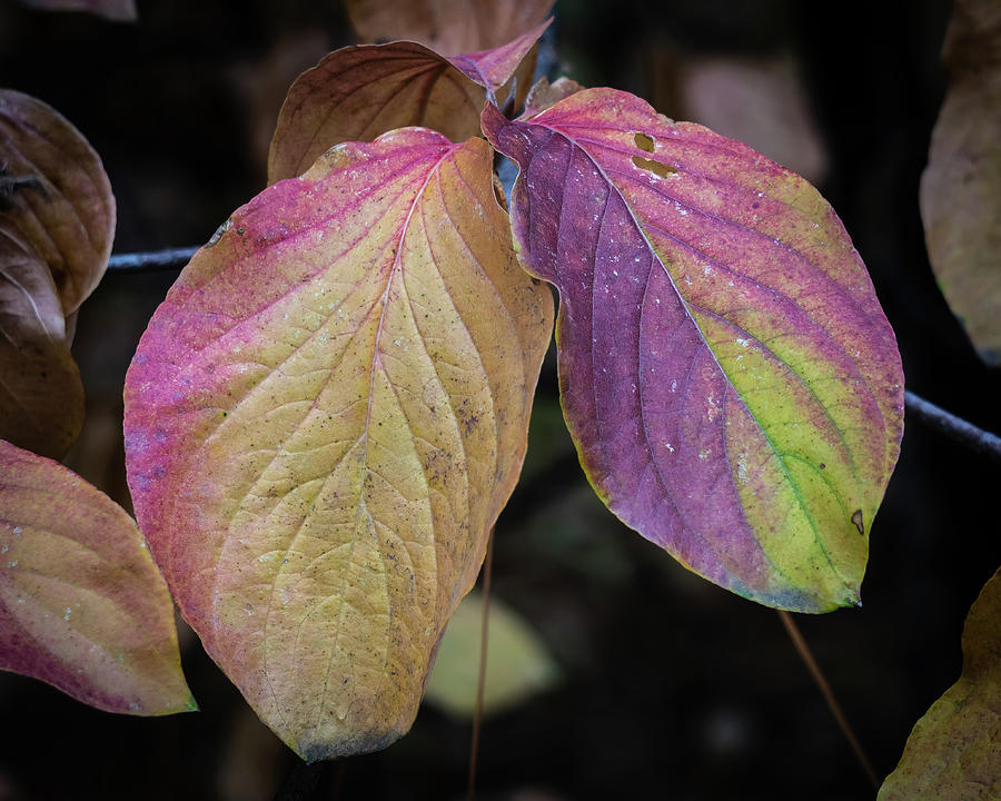 Dogwood Leaves Photograph by Brett Harvey