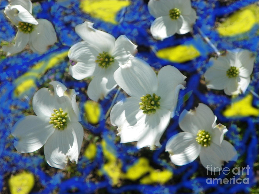 Dogwood Light and Shadows Photograph by Shirley Moravec