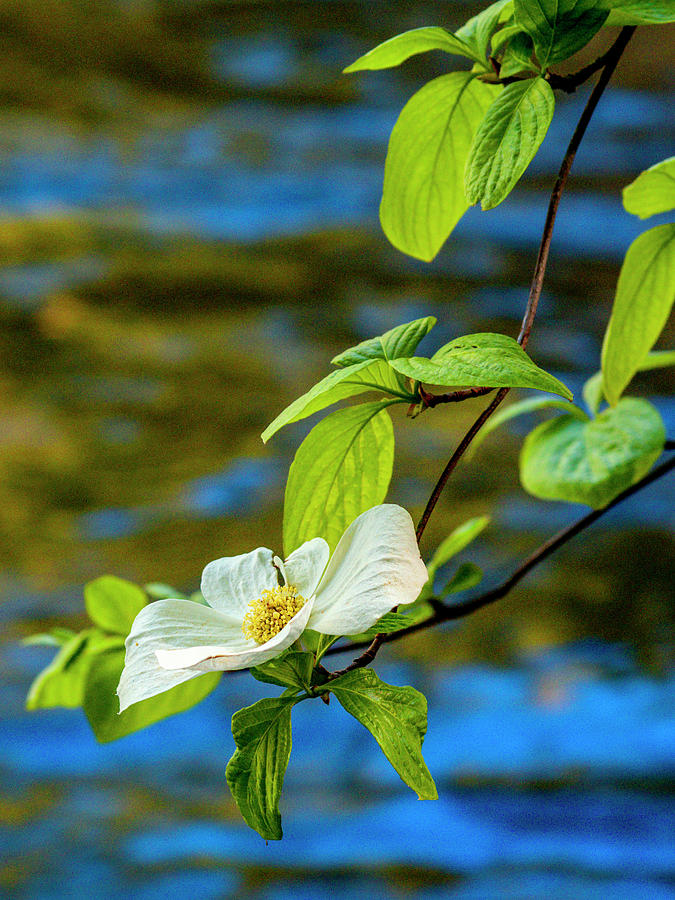 Dogwood on the Merced Photograph by Bill Gallagher