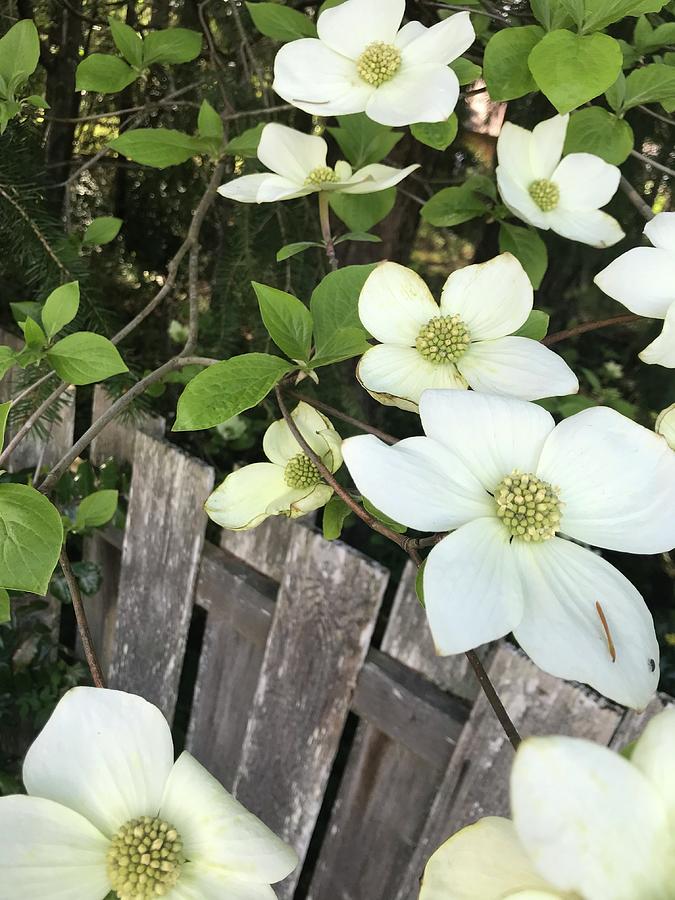 Dogwood On Wood Photograph By Sherry Ponder Fine Art America