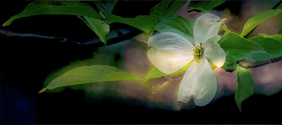 Spring Photograph - Dogwood Perfection by Norma Brandsberg