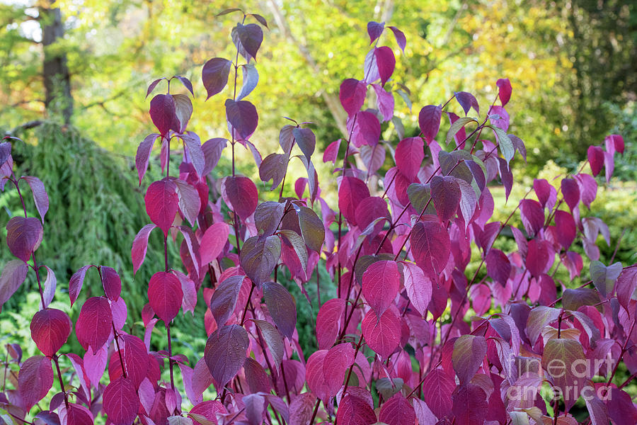 Fall Photograph - Dogwood Sibirica Ruby Foliage in Autumn by Tim Gainey