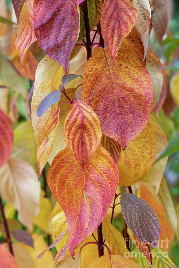 Interesting Plant: Red Stick Dogwood (Cornus alba 'Sibirica') – A  Gardener's Notebook