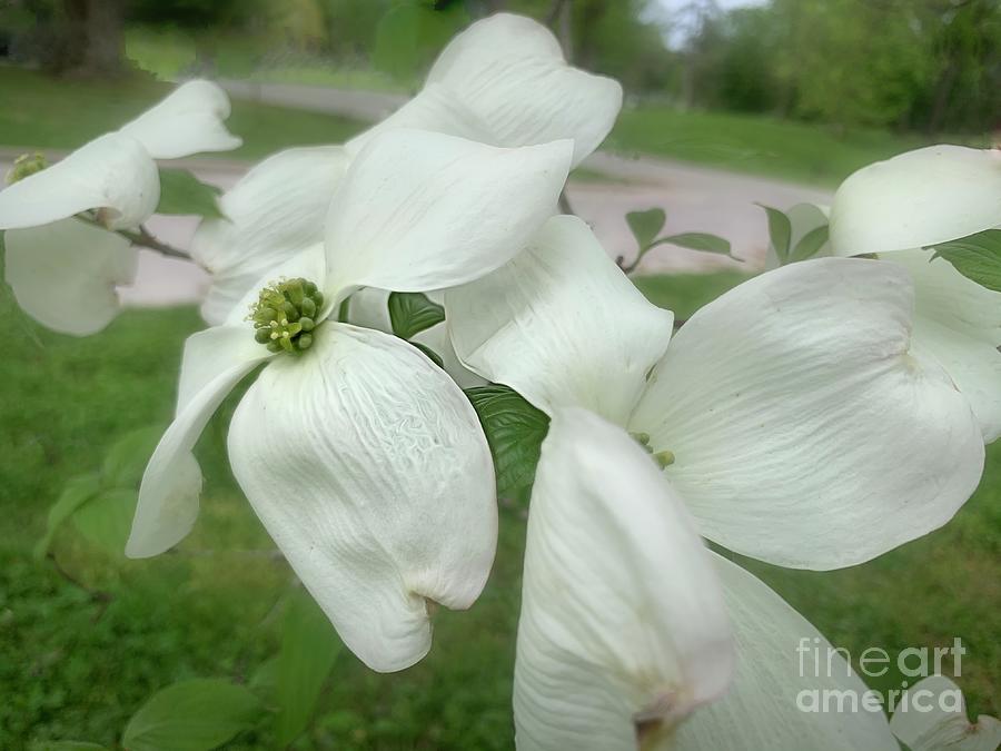 Dogwood Spring Blossoms Photograph by Luther Fine Art