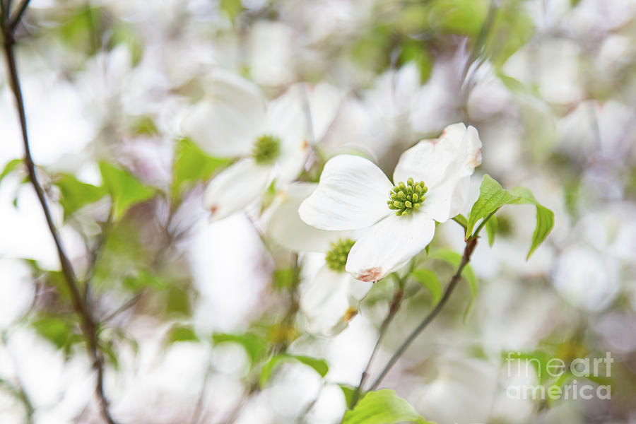 Dogwood Spring Photograph by Marilyn Cornwell