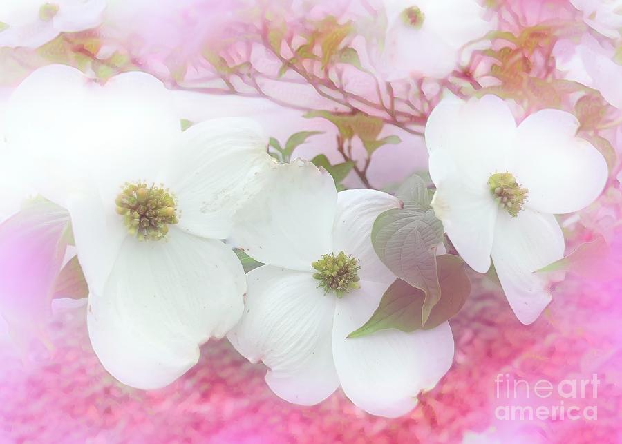 Dogwood Spring Moment Photograph by Luther Fine Art