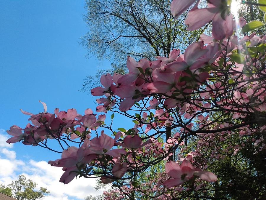 Dogwood Tree and Blue Skies Photograph by Christopher Lotito