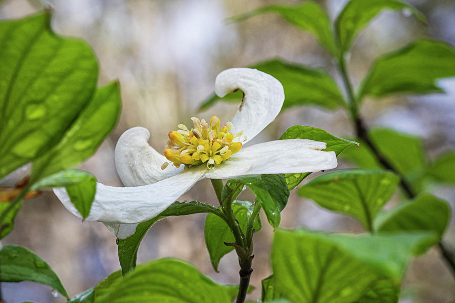 Dogwood Tree Bloom in the Croatan National Forest Photograph by Bob Decker