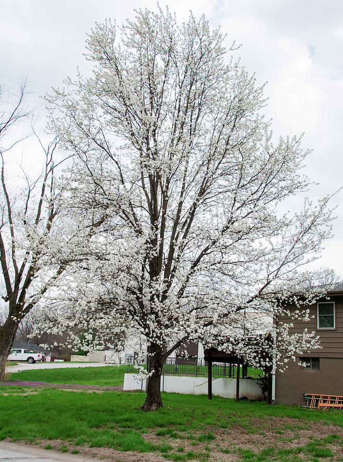 Dogwood Tree Photograph by Carly Chapman | Fine Art America