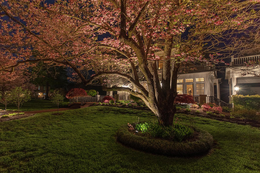 Dogwood Tree Photograph by Clay Guthrie