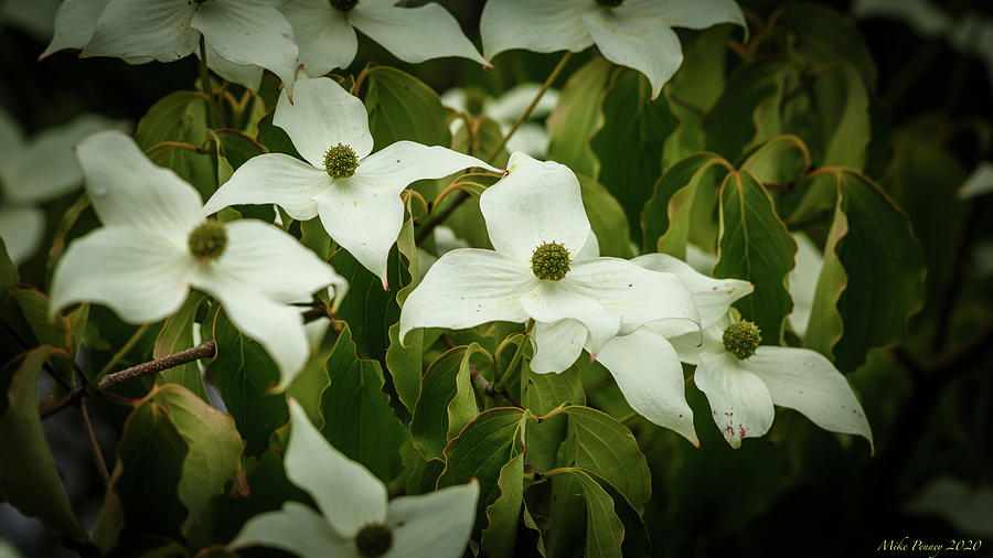 Dogwood Tree Flowers Photograph
